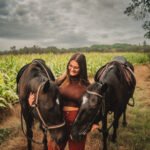 photo cheval rennes