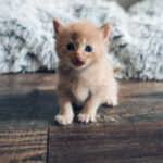 photographe animalier rennes