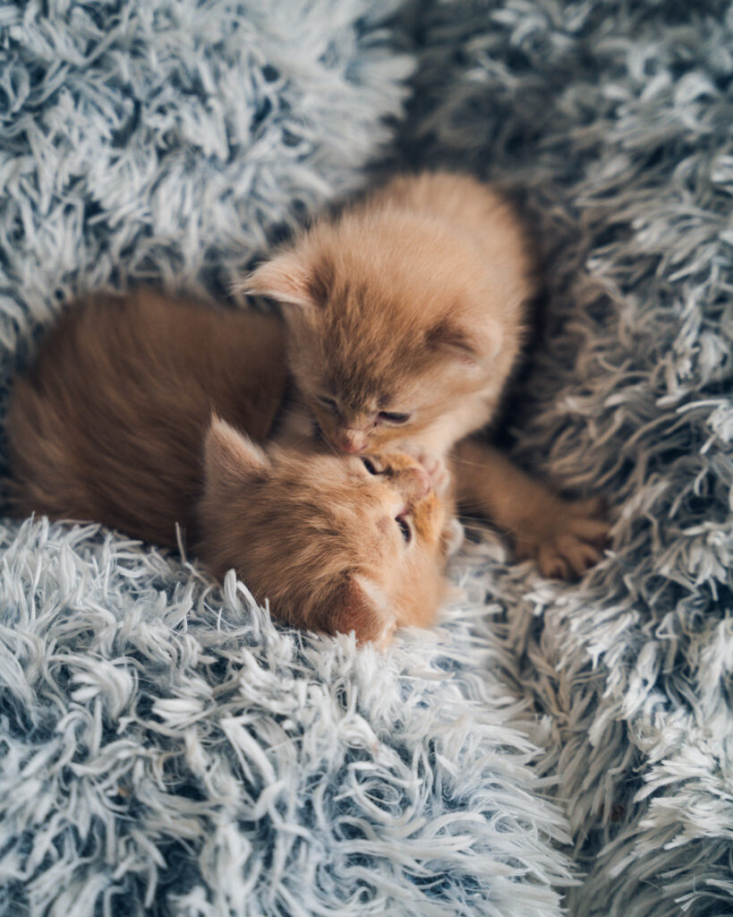 photographe chat rennes