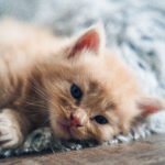 photographe chat rennes