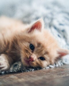photographe chat rennes
